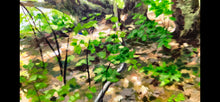 Load image into Gallery viewer, St. Croix Bluff State Park