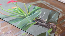Load image into Gallery viewer, Crown of Thorns