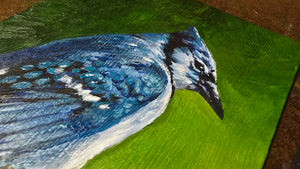 Blue Jay